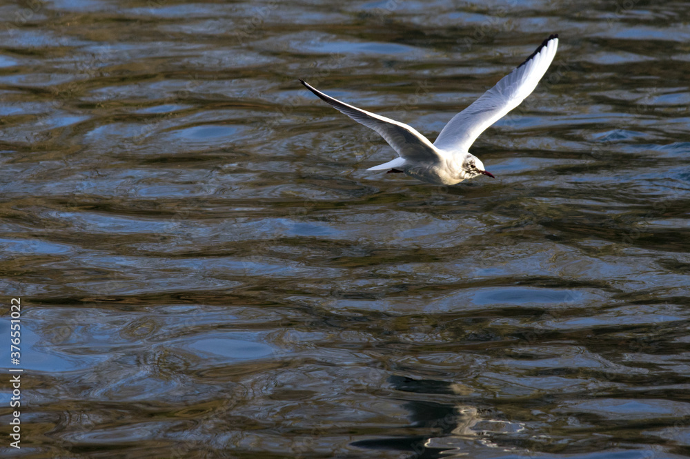 A common gull gliding on the river Po at Turin Italy. A common gull gliding on the river Po at Turin Italy.