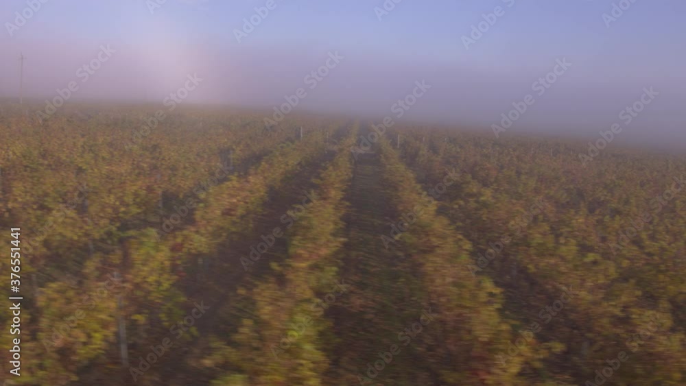Bordeaux vineyard in autumn under the frost and fog, Time Lapse Bordeaux vineyard in autumn under the frost and fog, Time Lapse