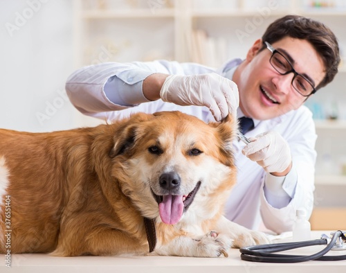 Fototapeta Naklejka Na Ścianę i Meble -  Doctor examining golden retriever dog in vet clinic
