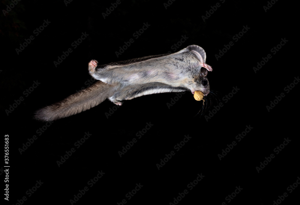 Wild Northern Flying Squirrel in mid air on a black night with a peanut in the shell returning to its den to store for winter in North Quebec, Canada.