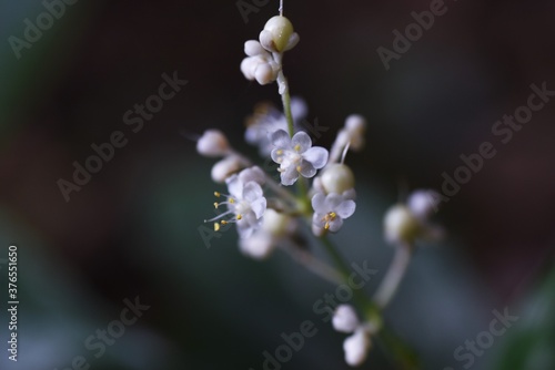 Pollia japonica flowers and fruits / A Commelinaceae pennial plant