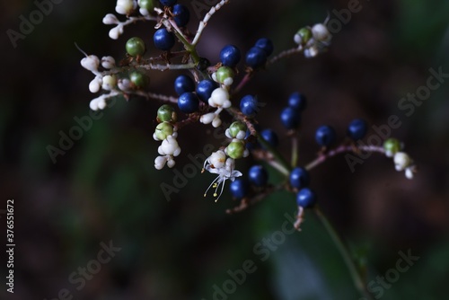 Pollia japonica flowers and fruits / A Commelinaceae pennial plant photo