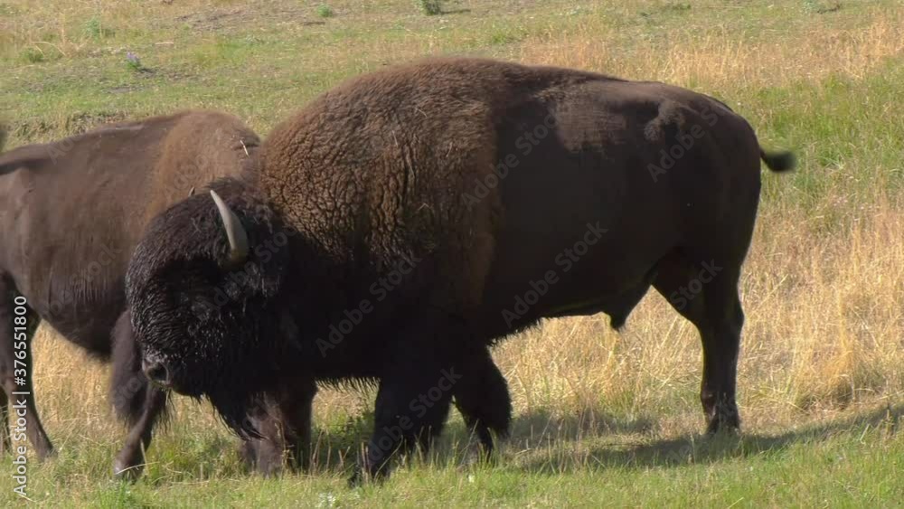 Large bull bison in rut grunting to a buffalo herd with sound Large bull bison in rut grunting to a buffalo herd with sound