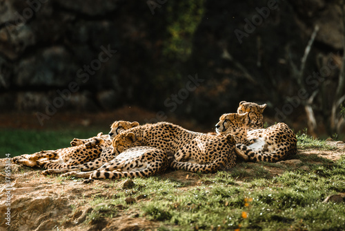 a group of cheetahs lying in the grass in the sun