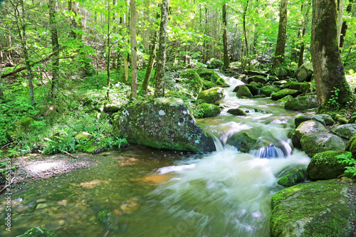 Creek in forest