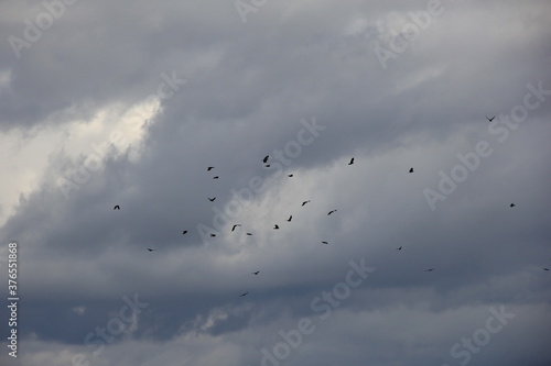 曇り空を飛ぶカラスの集団