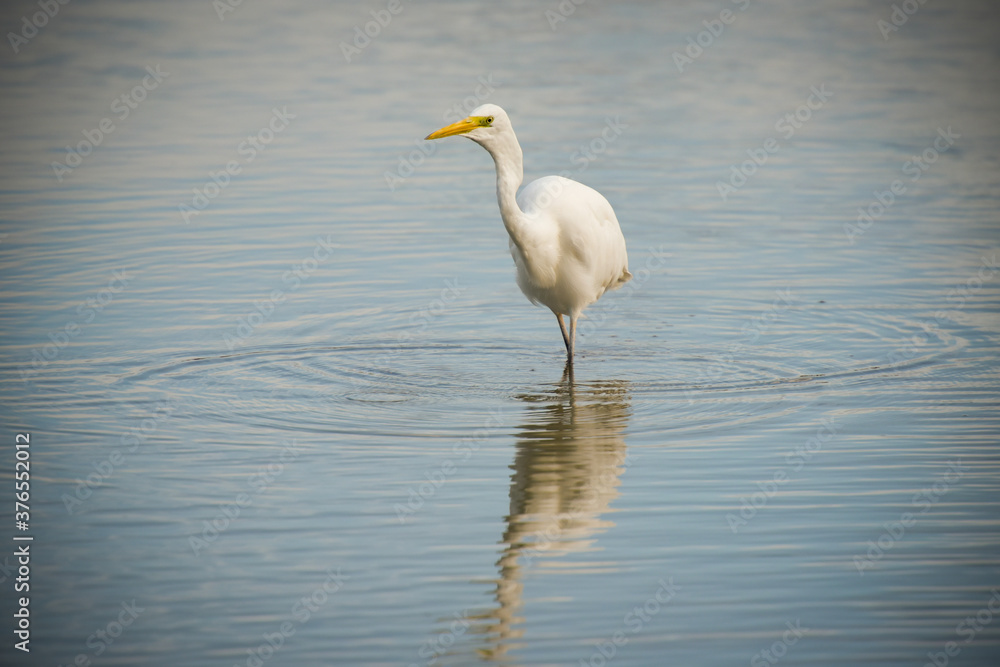 egret in nature egret in nature