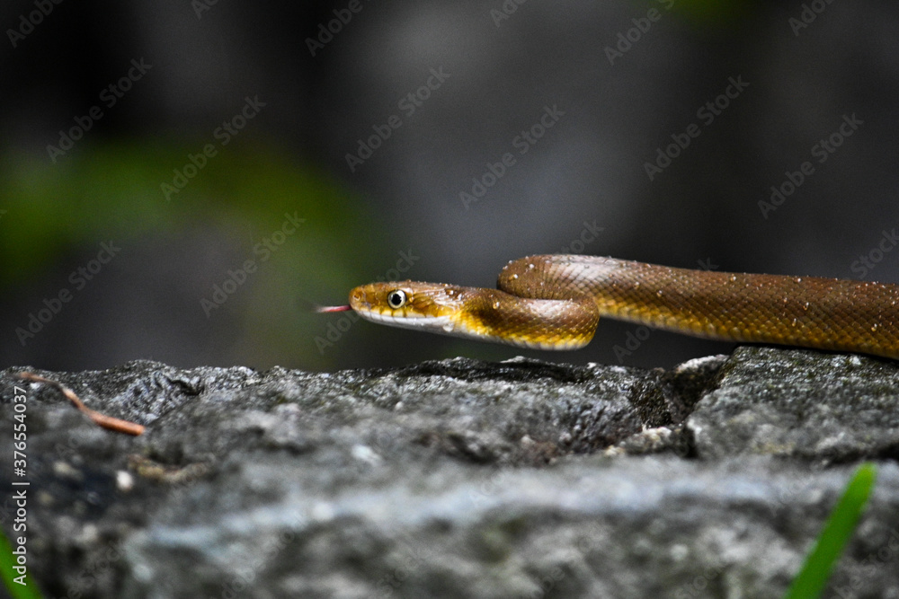 Fototapeta premium snake
