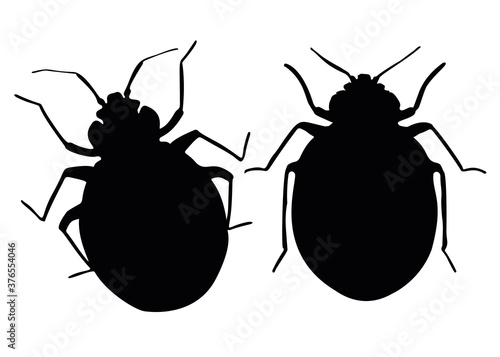 Blood-sucking bed bugs. Pests and parasites.