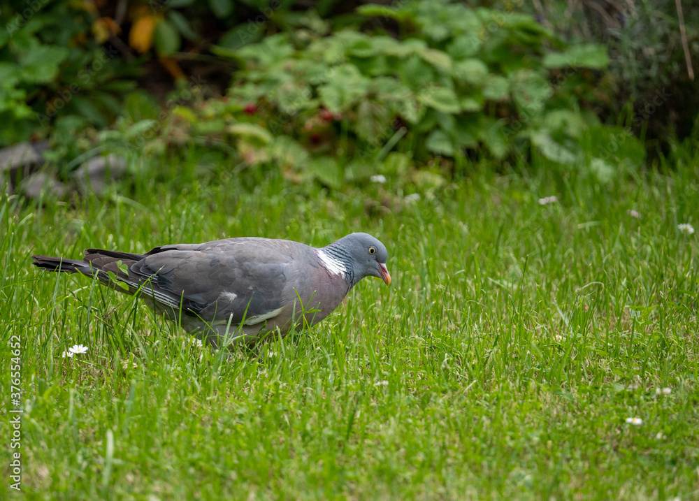Obraz premium pidgeon searching for grass seeds in garden in summer time