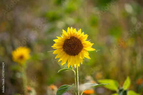 Beautiful sunflowers bloom in a sunflower field on a late summer day