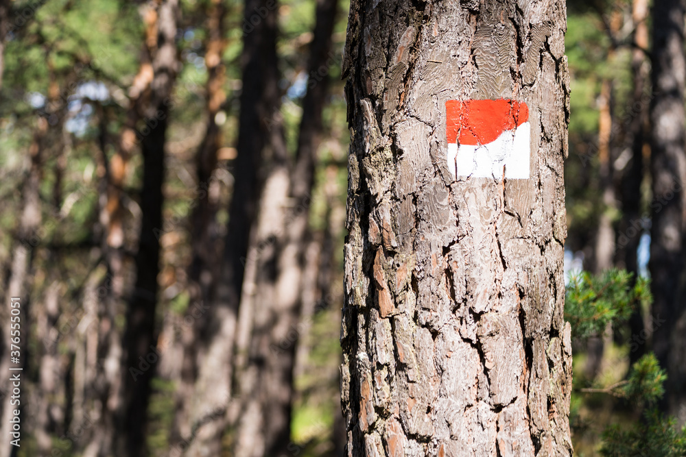 Fototapeta premium hiking sign in the beatiful landscape of the pfälzer wald wood hills, rheinland-pfalz, germany