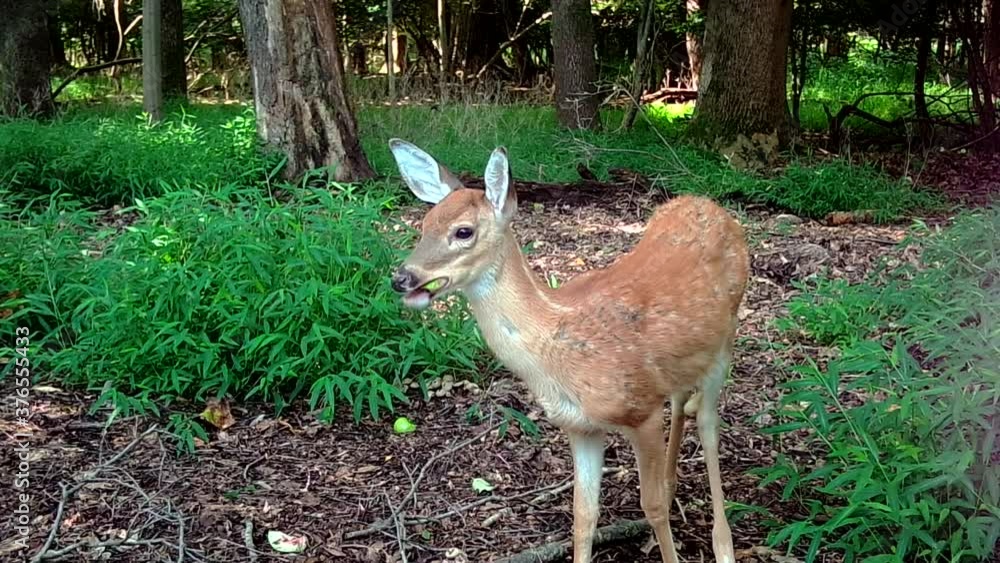 wild mid-size fawn in forest wild mid-size fawn in forest