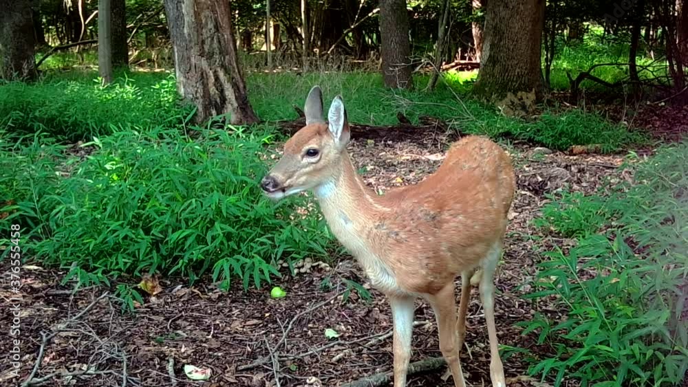 wild mid-size fawn in forest wild mid-size fawn in forest
