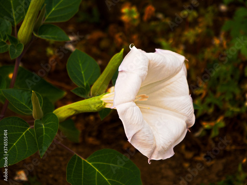 Seitliche Aufnahme einer Teufelstrompete Datura Innoxia Stechapfel photo