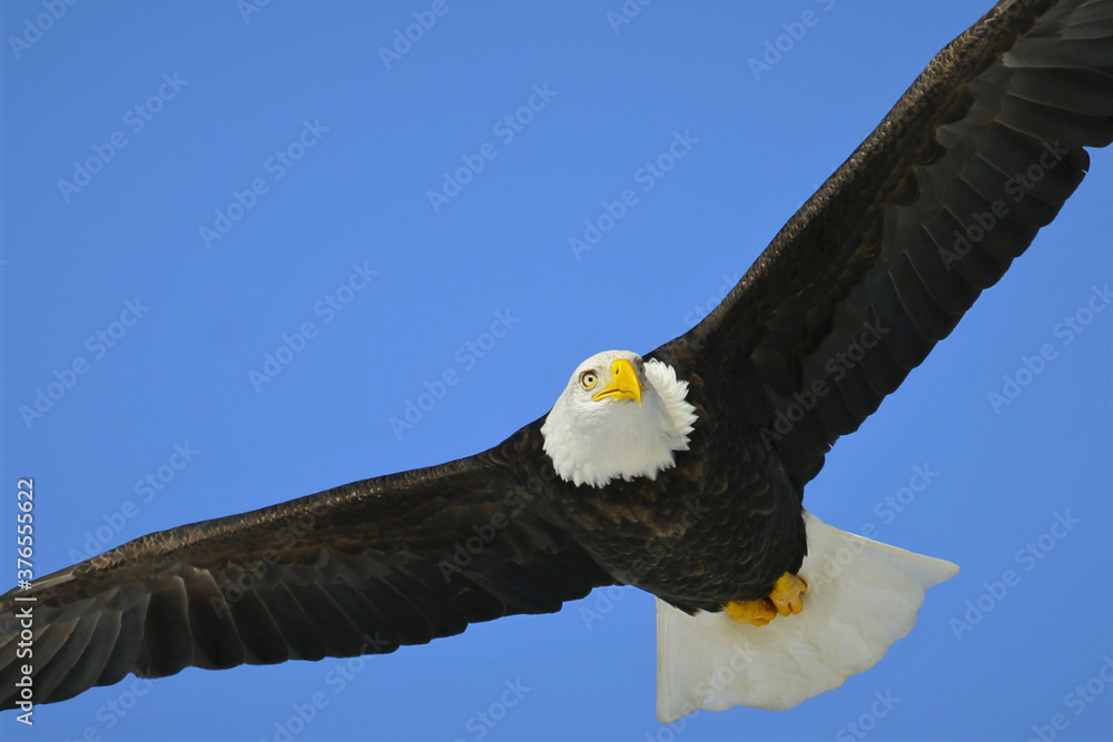 Obraz premium bald eagle in flight on blue sky, closeup looking down.