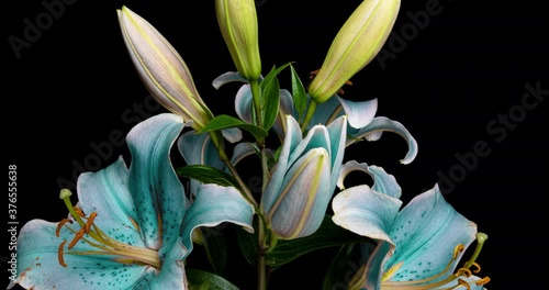 Time-lapse shot of unfolding blue lily flower isolated on black background photo