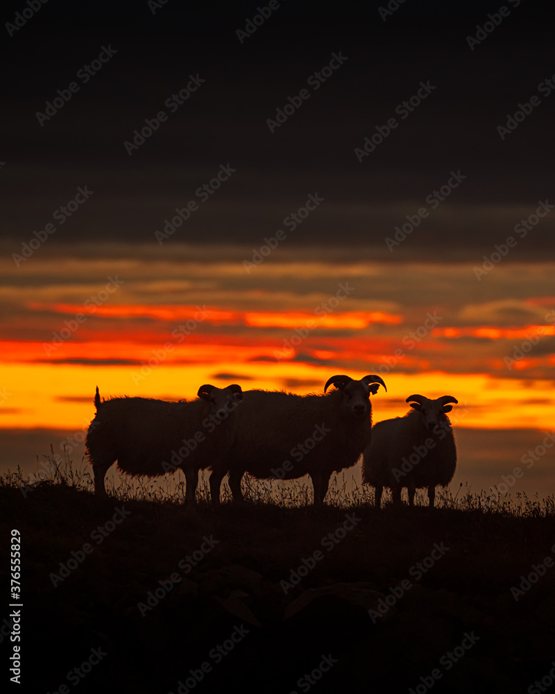 lambs on hilss with amazing sunrise sunshine lambs on hilss with amazing sunrise sunshine