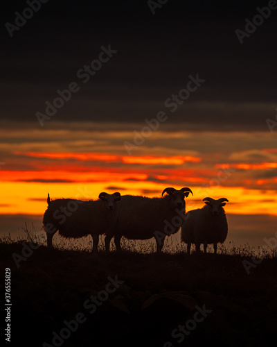 lambs on hilss with amazing sunrise sunshine