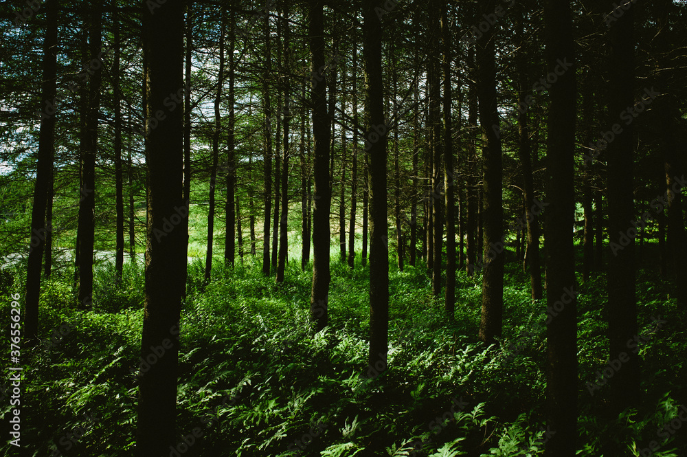 Obraz premium Dense forest with sunlight shining through lush green mature trees.