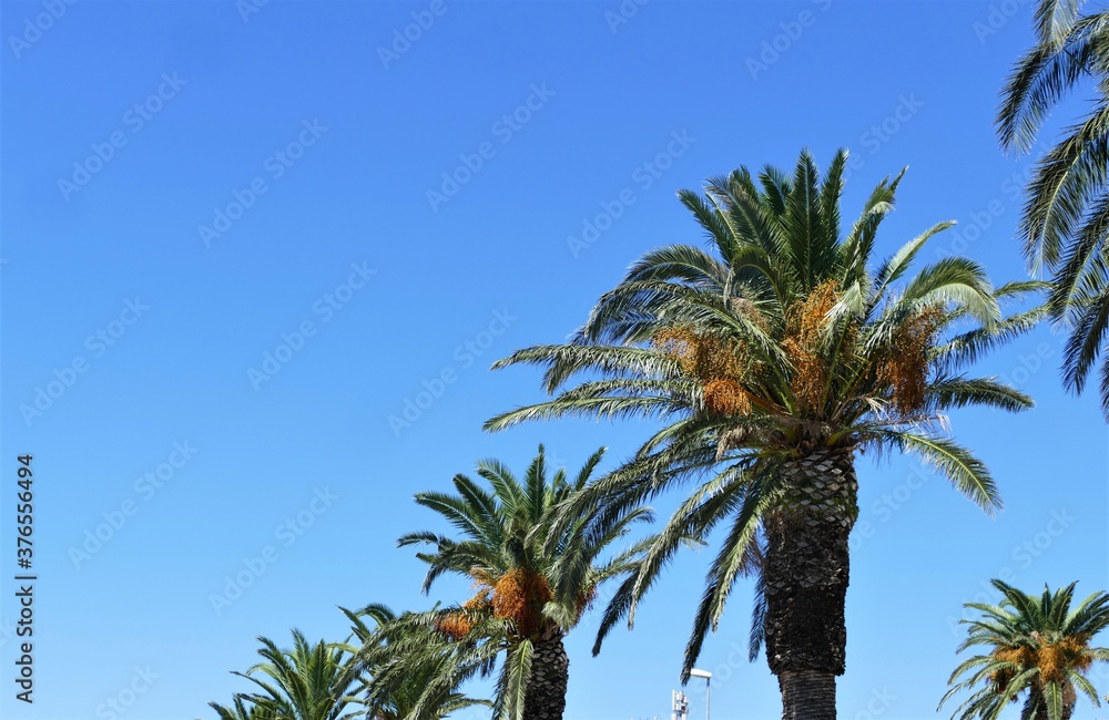 Tropic exotic palm trees and blue sky