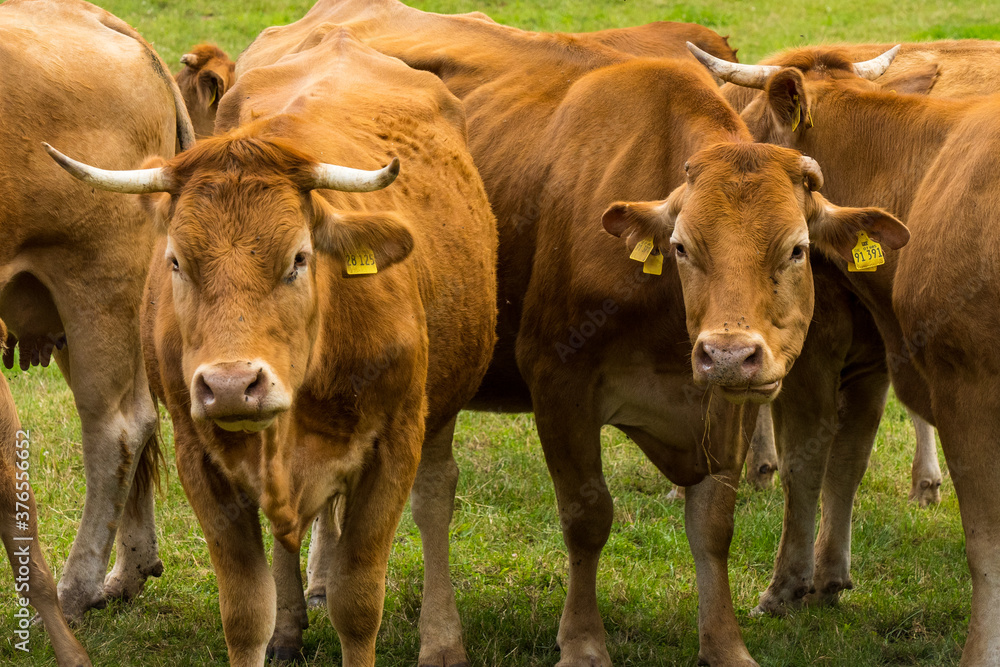 brown cows on a green meadow in summertime, pfalz brown cows on a green meadow in summertime, pfalz