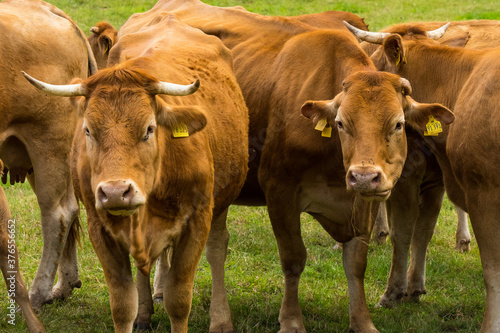 brown cows on a green meadow in summertime, pfalz © Alexander