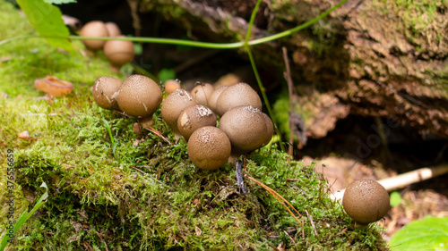 Raincoat mushroom (Lycoperdon) in the forest on an old rotten tree