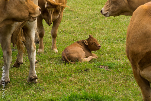 brown baby cow inbetween herd resting on a green meadow in summertime, pfalz