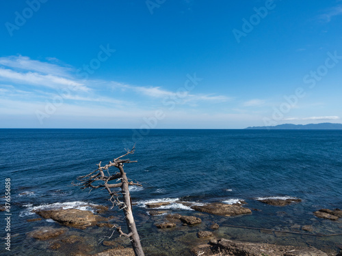 枯れ木と夏の日本海