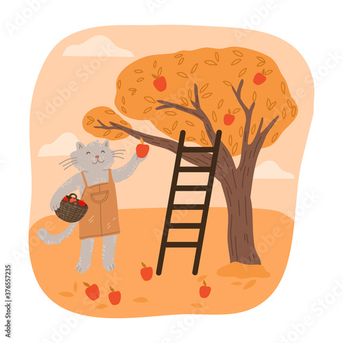 Grey cat farmer picking fresh red apples to basket during harvesting