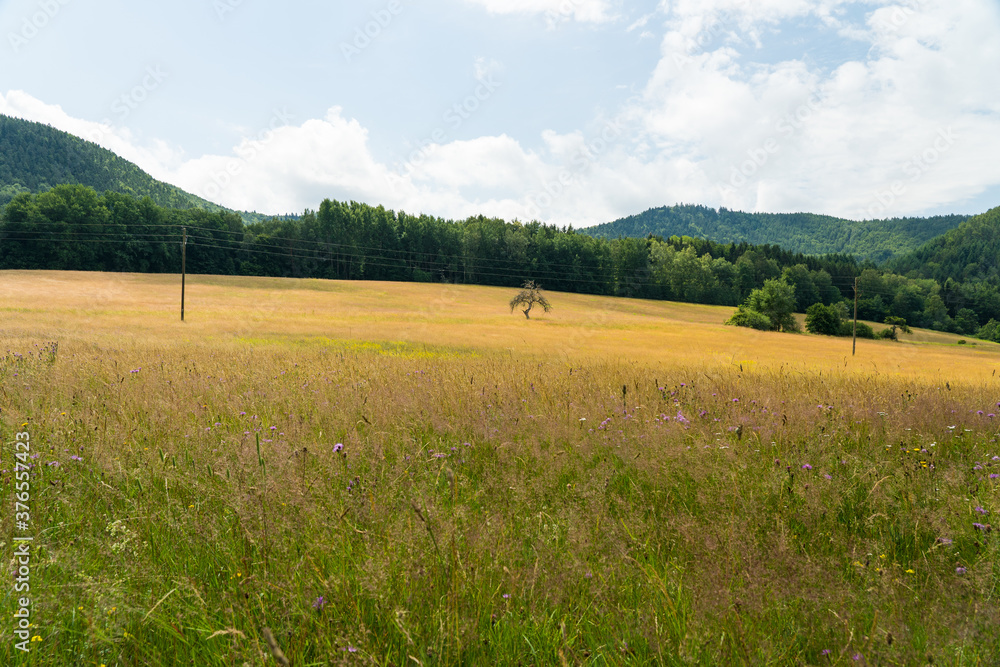 beautiful landscape in the Southwest Palatinate (südwestpfalz) with a lonely tree on a meadow in summer near fischbach beautiful landscape in the Southwest Palatinate (südwestpfalz) with a lonely tree on a meadow in summer near fischbach