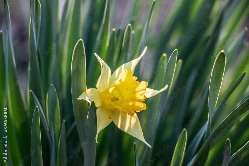 a yellow daffodil blooming in arkansas a yellow daffodil blooming in arkansas