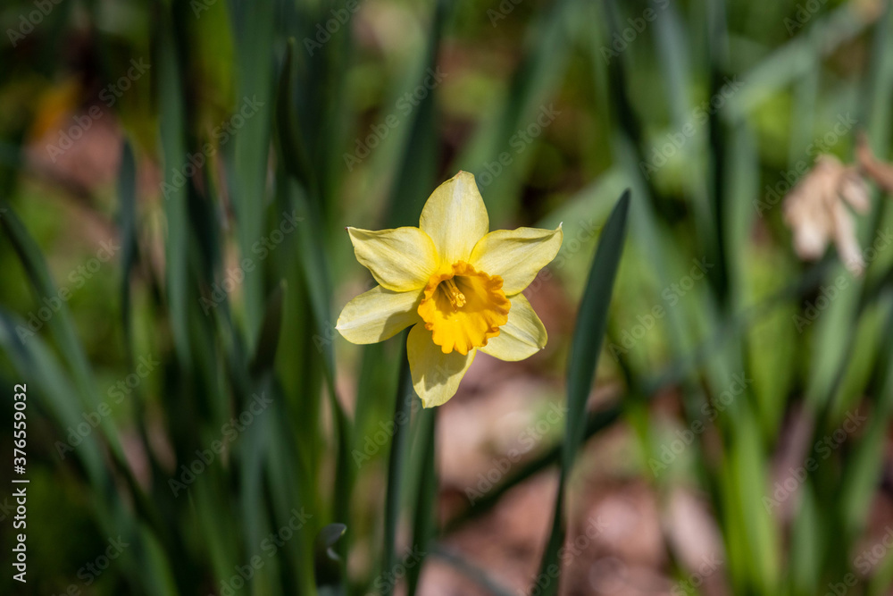 a yellow daffodil bloomed early summer a yellow daffodil bloomed early summer