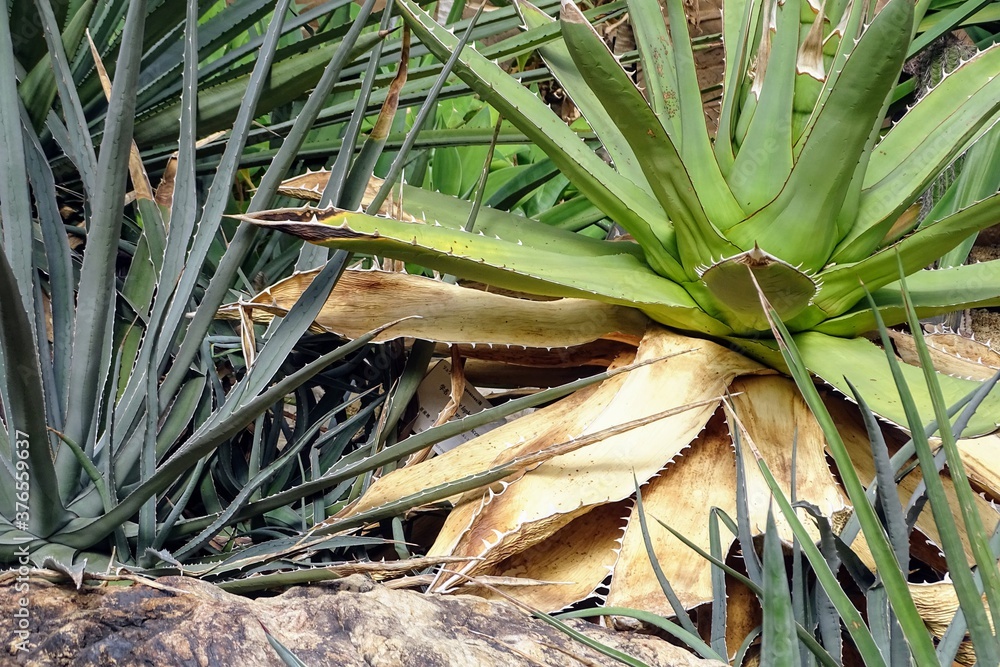 Obraz premium サボテン