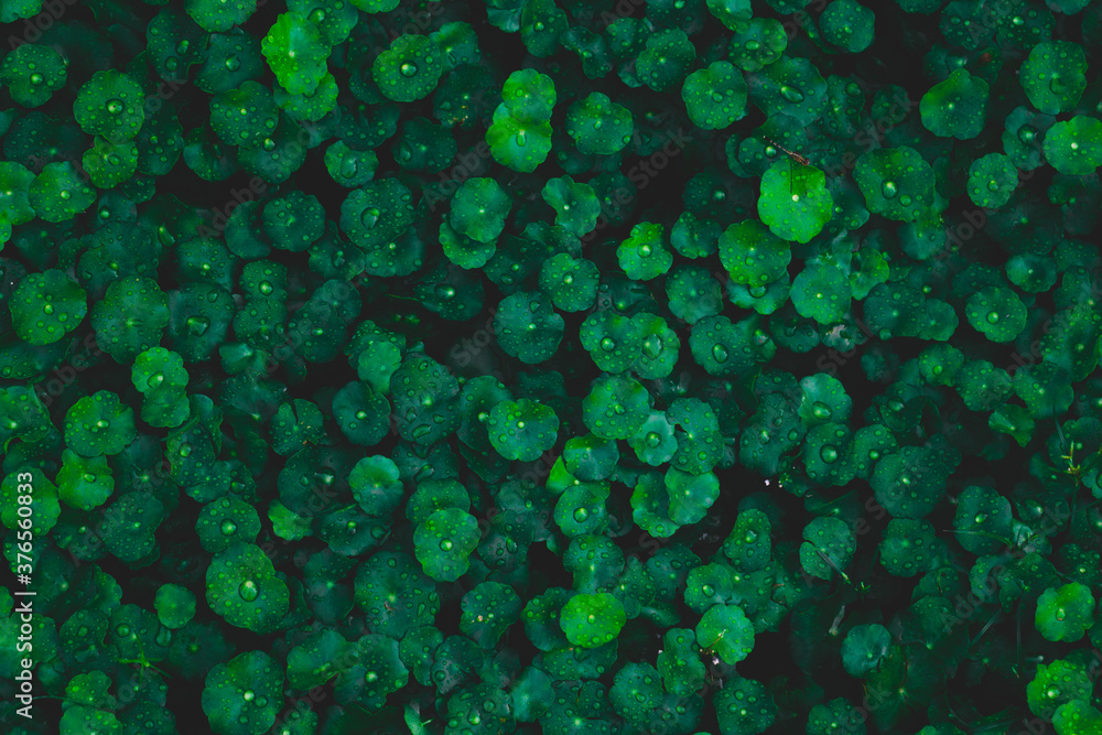 Dew and Green leaves background. Green leaves color dark tone after raining in the morning. Dew and Green leaves background. Green leaves color dark tone after raining in the morning.