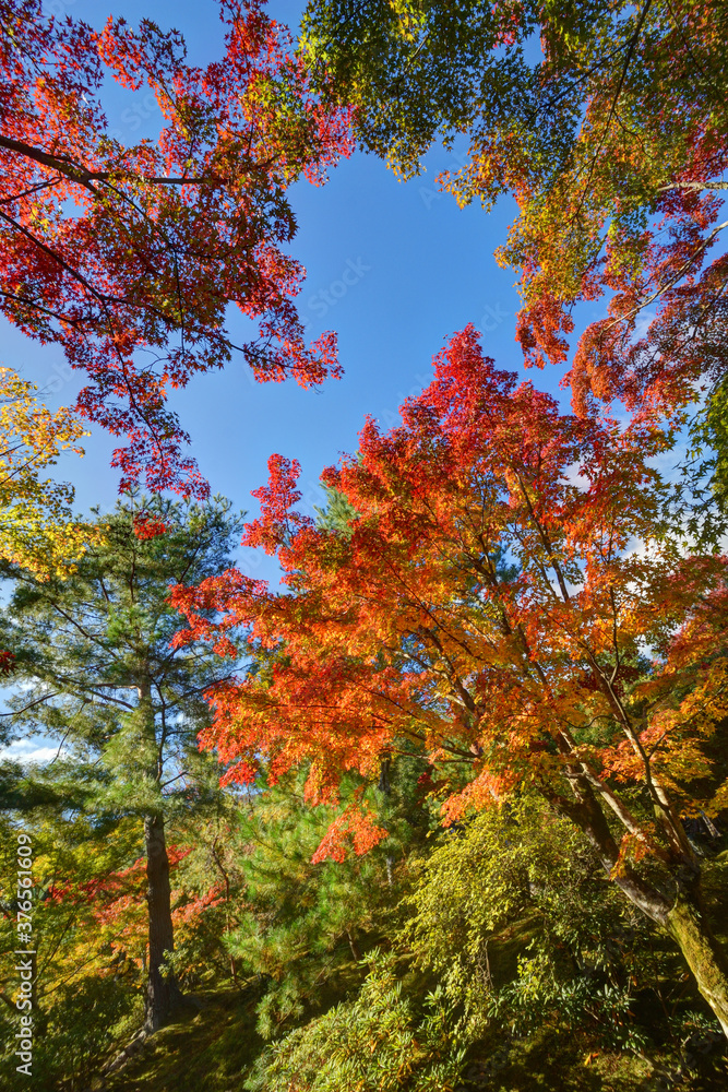 天龍寺の紅葉 天龍寺の紅葉