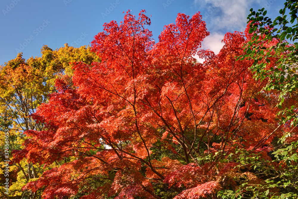 天龍寺の紅葉