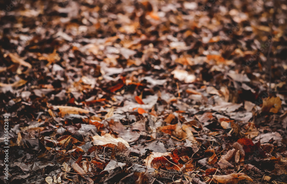 Wet, autumn foliage on a cloudy day. Wet, autumn foliage on a cloudy day.