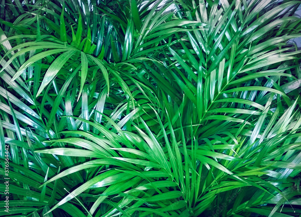 Fototapeta premium Fresh green and glossy palm branches background, shot with flash.