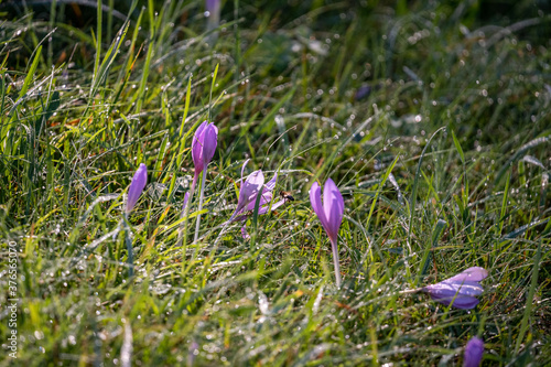 purple crocus flowers in the sun light on a green meadow in summertime near the zugspitze