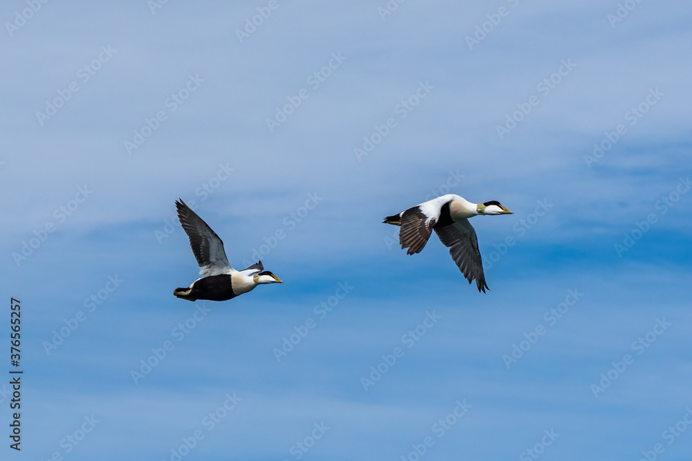 Fototapeta premium Puffin colonies flying in Iceland countryside