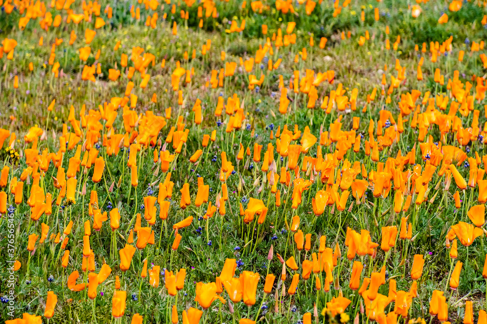 Field of vibrant California Poppies during the 2019 super bloom in the Antelope Valley Poppy Reserve, California.