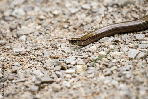 closeup of a blindworm on a gravel road © Alexander