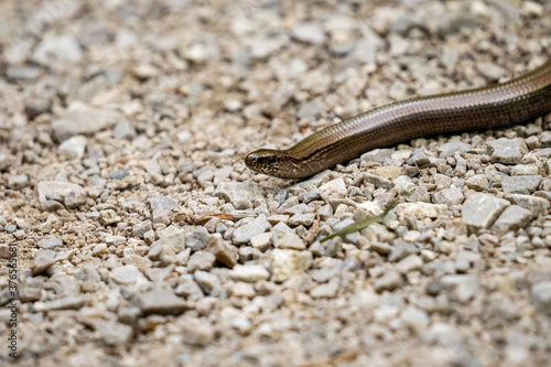closeup of a blindworm on a gravel road