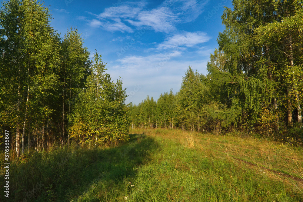 Summer landscape green meadow on a background of forest and blue sky. Summer landscape green meadow on a background of forest and blue sky.