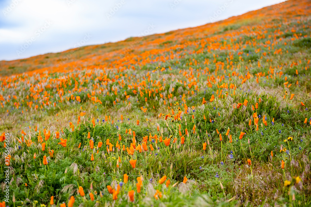 Field of vibrant California Poppies during the 2019 super bloom in the Antelope Valley Poppy Reserve, California.