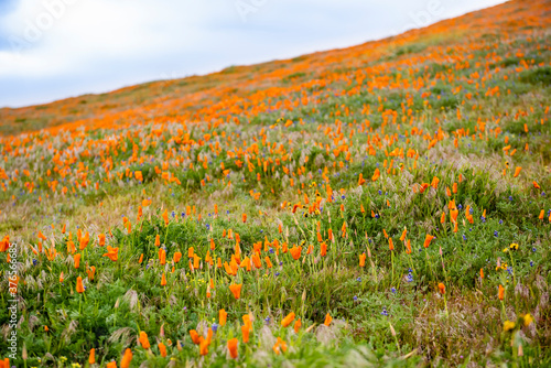 Field of vibrant California Poppies during the 2019 super bloom in the Antelope Valley Poppy Reserve  California.