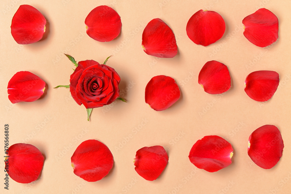 Beautiful rose petals and flower on color background Beautiful rose petals and flower on color background