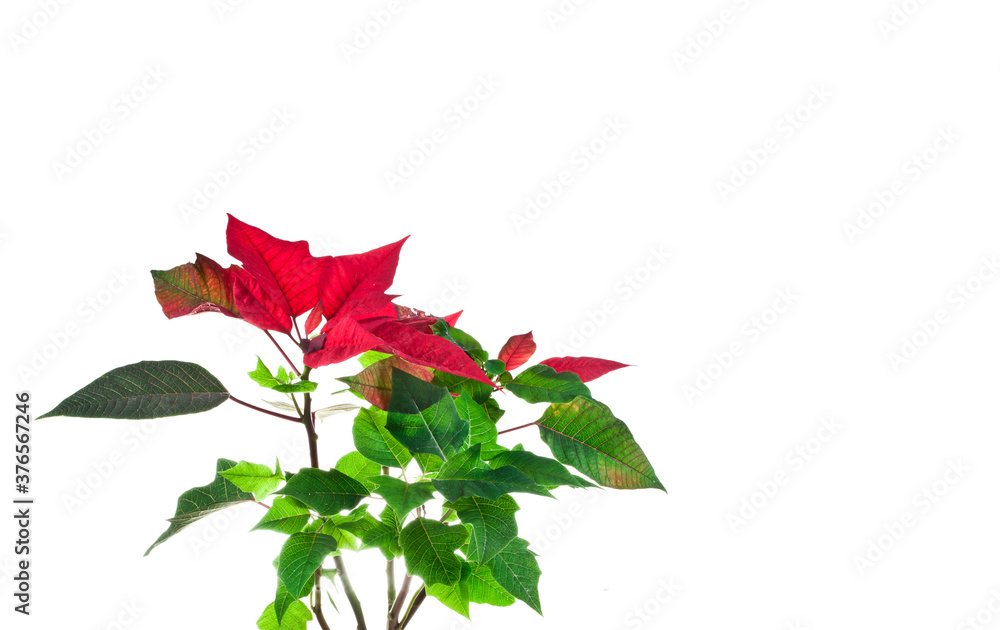 Fototapeta premium Christmas flower or Mexican Poinsettia (Euphorbia pulcherrima). The popular holiday plant isolated on a white background.